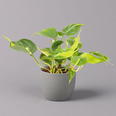 Philodendron 'Brasil', Topf-Ø 12 cm, Höhe ca. 15-20 cm, 3er-Set Philodendron 'Brasil', Topf-Ø 12 cm, Höhe ca. 15-20 cm, 3er-Set