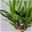 Palmlilie in Topf Tusca, Topf-Ø 17 cm, Höhe ca. 60-80 cm