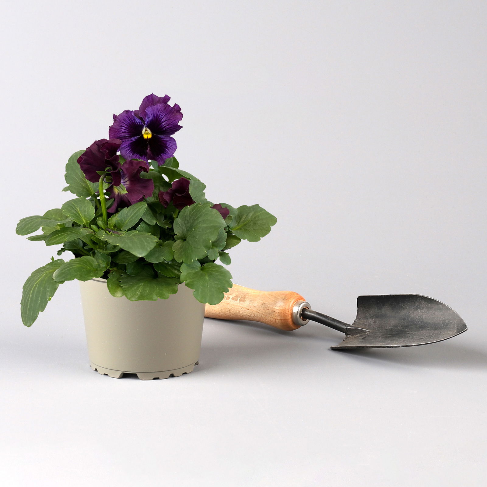 Stiefmütterchen Frizzle Sizzle®, rot, gewellt, Topf-Ø13 cm, 6 Pflanzen