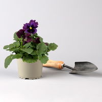 Stiefmütterchen Frizzle Sizzle®, rot, gewellt, Topf-Ø13 cm, 6 Pflanzen