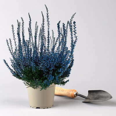 Knospenheide 'Picasso', blau & weiß gefärbt, Topf-Ø 12 cm, 6 Pflanzen Knospenheide 'Picasso', blau & weiß gefärbt, Topf-Ø 12 cm, 6 Pflanzen