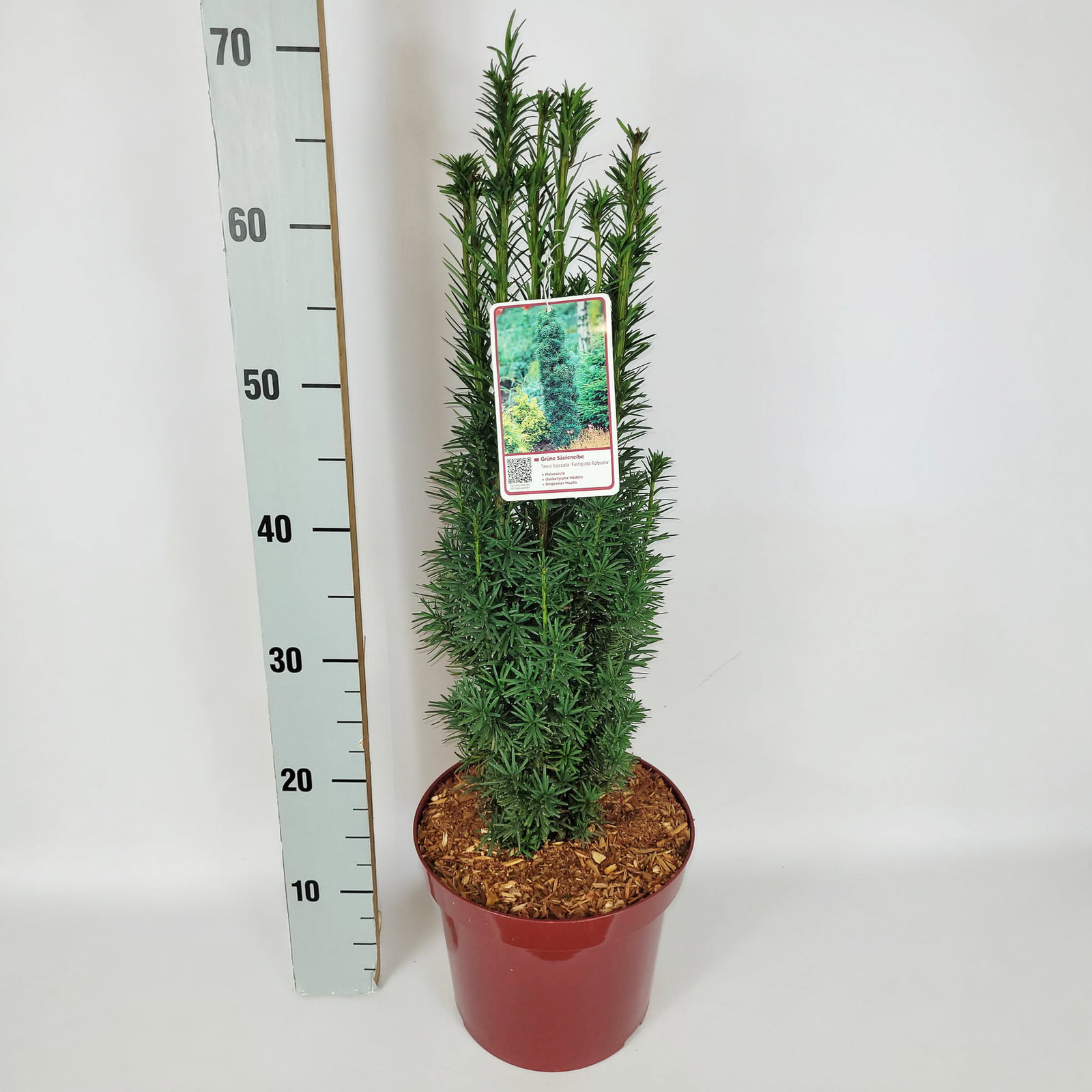 2er Set Grüne-Säuleneibe, Taxus baccata 
