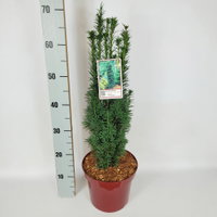 2er Set Grüne-Säuleneibe, Taxus baccata 