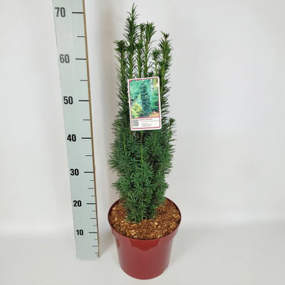 2er Set Grüne-Säuleneibe, Taxus baccata 