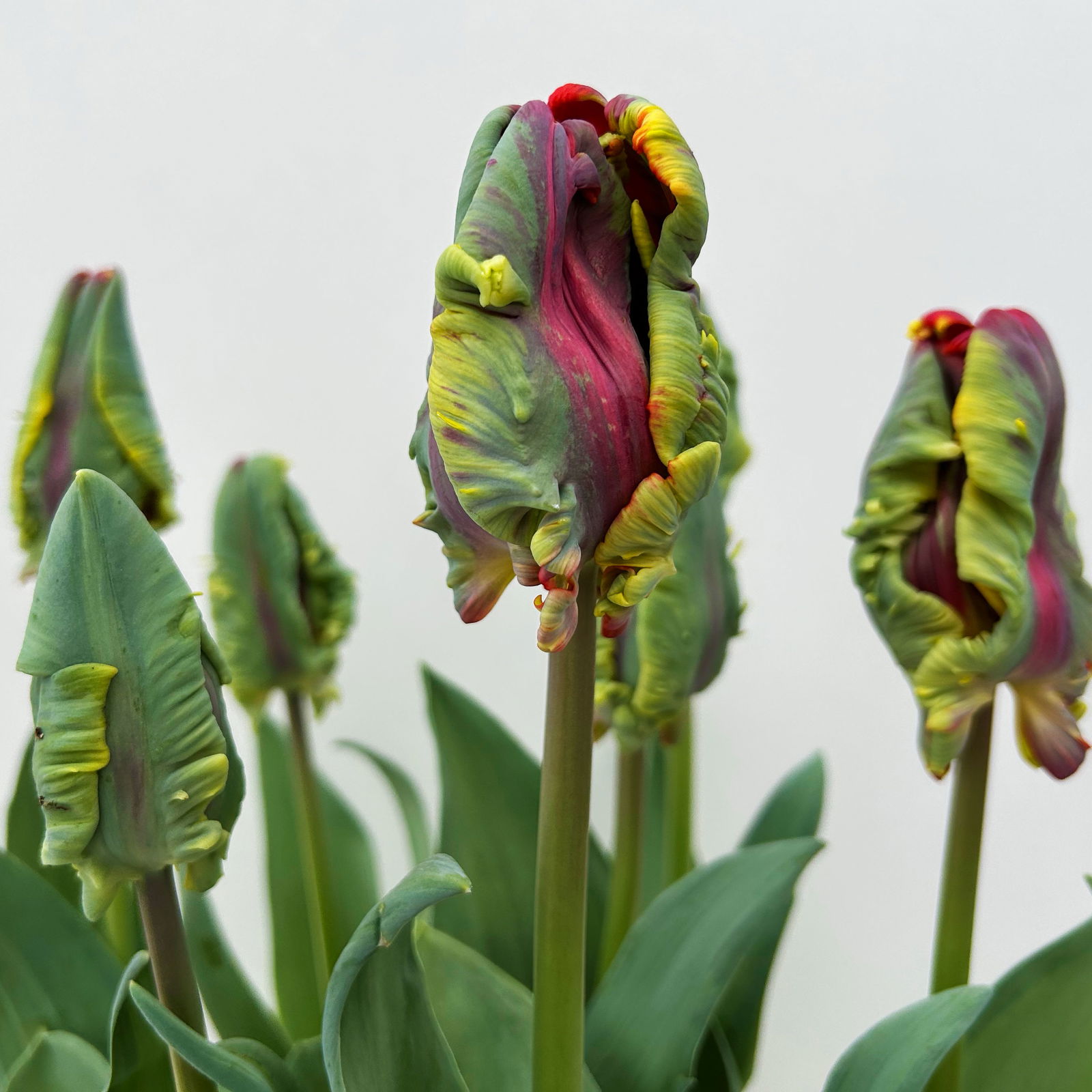 Papagei-Tulpe orange-rot, vorgetrieben, Topf-Ø 15 cm, 3 Pflanzen