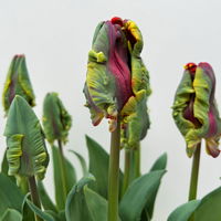 Papagei-Tulpe orange-rot, vorgetrieben, Topf-Ø 15 cm, 3 Pflanzen