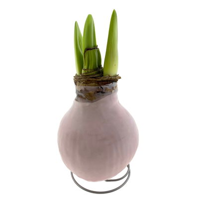 Amaryllis in Wachs XL, Dekor 'Basic Light Pink', Blüte weiß Amaryllis in Wachs XL, Dekor 'Basic Light Pink', Blüte weiß