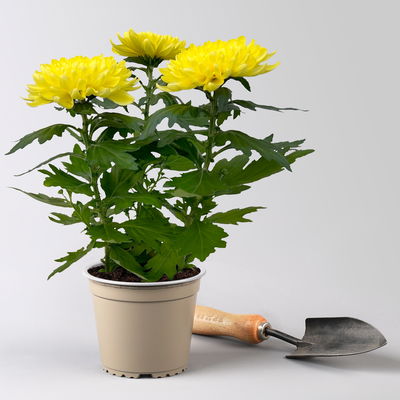 Chrysantheme 'Chrysanne® Zembla Next Yellow', gelb, Topf-Ø 13 cm, 6 Pflanzen Chrysantheme 'Chrysanne® Zembla Next Yellow', gelb, Topf-Ø 13 cm, 6 Pflanzen