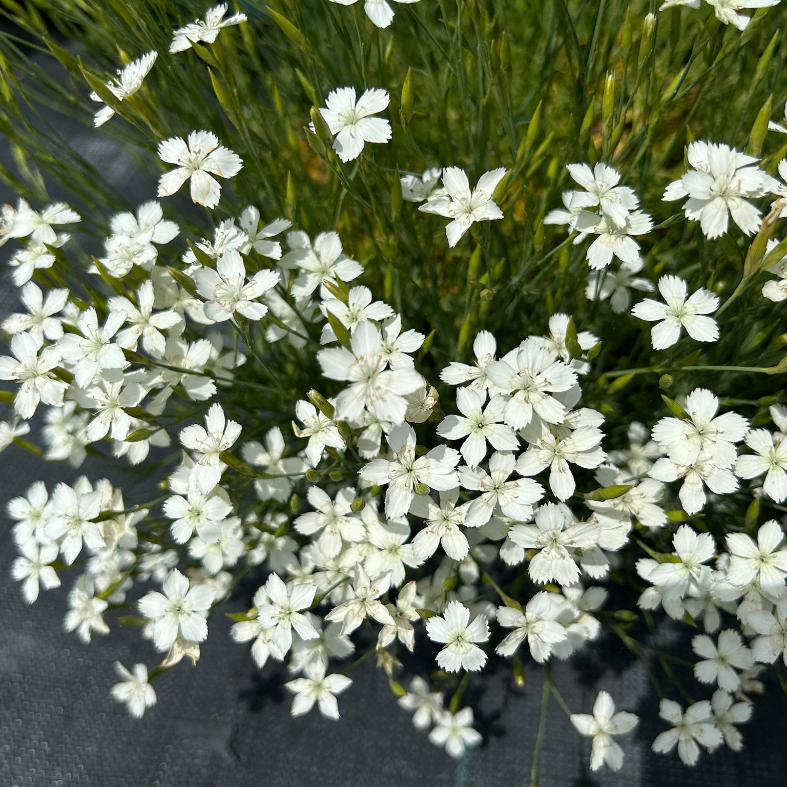 Bio Heidenelke 'Albus', weiß, Topf 11x11 cm, 3 Pflanzen Bio Heidenelke 'Albus', weiß, Topf 11x11 cm, 3 Pflanzen
