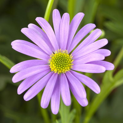 Blaues Gänseblümchen lilablau, Topf-Ø 12 cm, 6er-Set