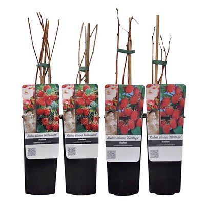 Sommer-/Herbsthimbeeren, 4er-Set, Höhe 35 cm, Topf 2 Liter Sommer-/Herbsthimbeeren, 4er-Set, Höhe 35 cm, Topf 2 Liter
