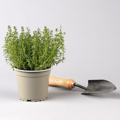 Bio Kräuter-Set 'Pizza & Pasta', 5 Pflanzen, Topf-Ø 12cm Bio Kräuter-Set 'Pizza & Pasta', 5 Pflanzen, Topf-Ø 12cm