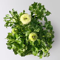 Ranunkel, weiß, Topf-Ø 13 cm, 6 Pflanzen