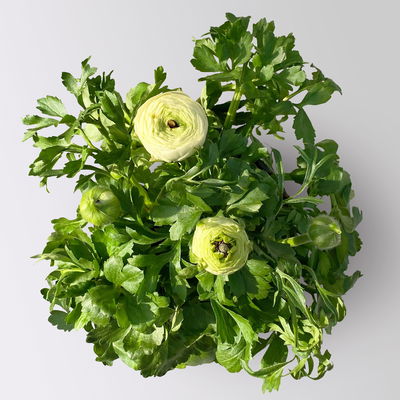 Ranunkel, weiß, Topf-Ø 13 cm, 6 Pflanzen