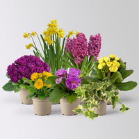 Pflanzenkreation Primelliebe, 7 Pflanzen