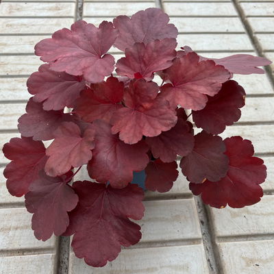 Bio Purpurglöckchen 'Royal Ruby', burgunderrot, Topf-Ø 12 cm, 3 Pflanzen Bio Purpurglöckchen 'Royal Ruby', burgunderrot, Topf-Ø 12 cm, 3 Pflanzen