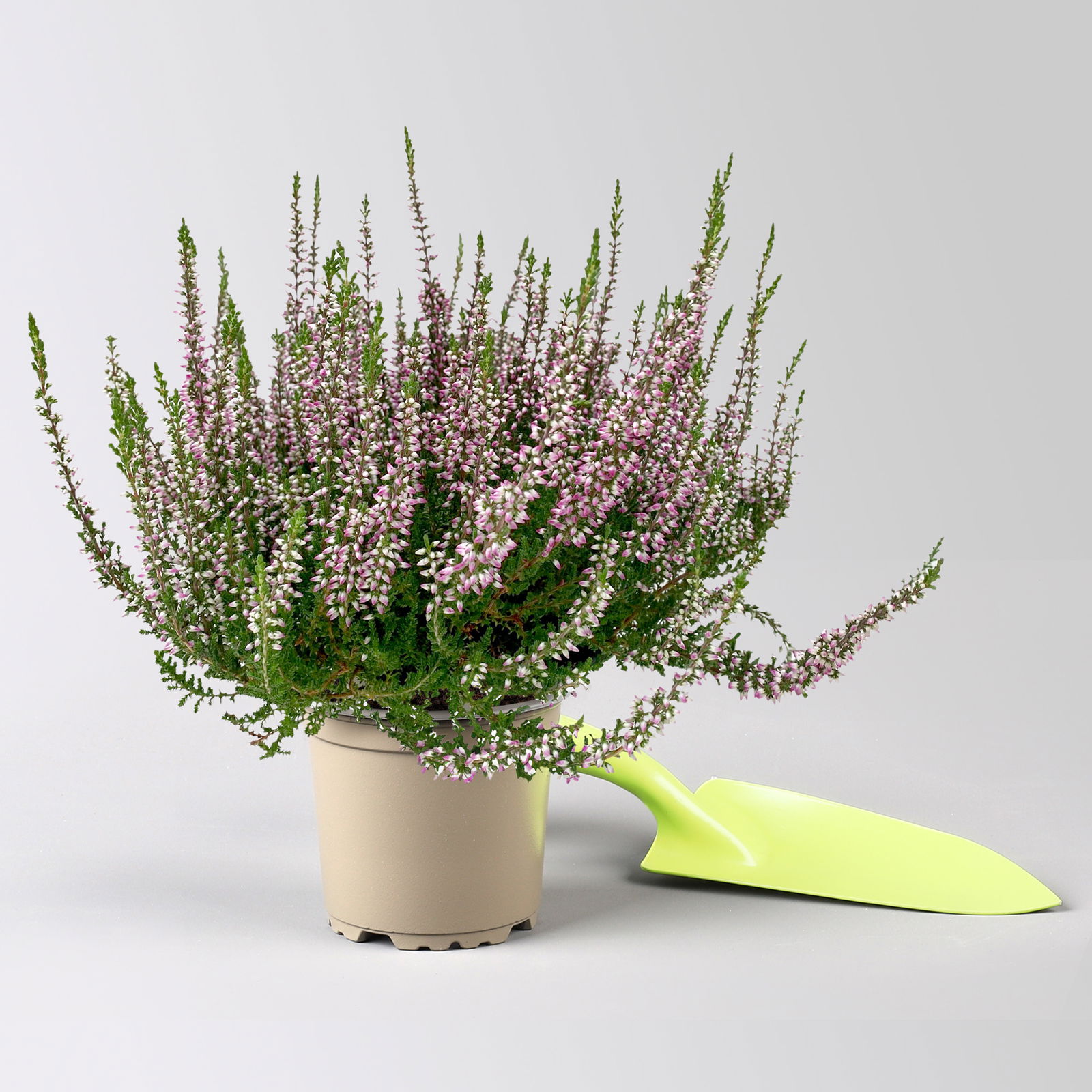 Knospenheide, lila, Topf-Ø 10,5/11 cm, 8 Pflanzen