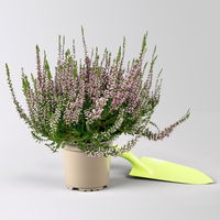 Knospenheide, lila, Topf-Ø 10,5/11 cm, 8 Pflanzen