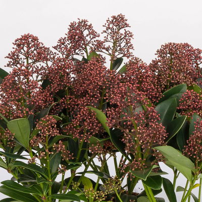 Blütenskimmie ‘Rubella’, Skimmia japonica, rot, 4er Set, Topf 10,5 cm Ø Blütenskimmie ‘Rubella’, Skimmia japonica, rot, 4er Set, Topf 10,5 cm Ø