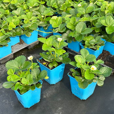 Bio Aroma-Erdbeere (Hummi® Meraldo), öftertragend, Topf 11x11 cm, 3 Pflanzen Bio Aroma-Erdbeere (Hummi® Meraldo), öftertragend, Topf 11x11 cm, 3 Pflanzen