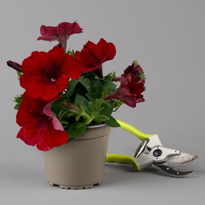 Petunie 'Cascadias™ Chili Red' rot, hängend, Topf-Ø 13 cm, 6 Pflanzen