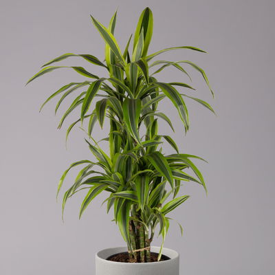 Duftender Drachenbaum 'Lemon Lime', verzweigt, Topf-Ø 24 cm, Höhe ca. 80 cm