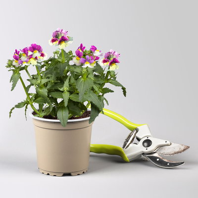 Pflanzenkreation 'Duft', 12 Pflanzen inkl. Erde und Dünger