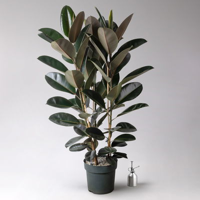 Gummibaum 'Mandela', Topf-Ø 30 cm, Höhe ca. 120 cm, inkl. Bewässerungssystem Gummibaum 'Mandela', Topf-Ø 30 cm, Höhe ca. 120 cm, inkl. Bewässerungssystem