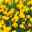 Narzisse 'Holland Chase' gelb, vorgetrieben, Topf-Ø 23 cm