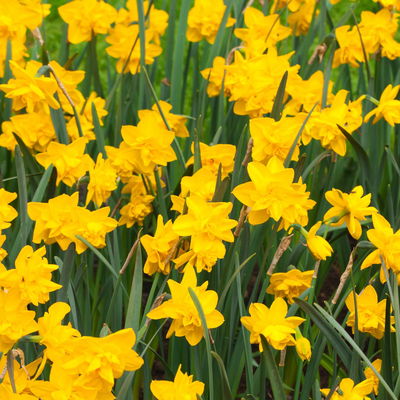 Narzisse 'Holland Chase' gelb, gefüllt, vorgetrieben, Topf-Ø 15 cm, 3 Pflanzen