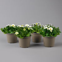 Bellis perennis weiß, Sorte nach Verfügbarkeit, Topf-Ø 14 cm, 4er-Set