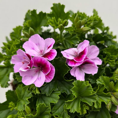 Geranie 'Angel® Lexi®', rosa, Topf-Ø 12cm, 6 Pflanzen