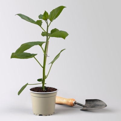 Bio Andenbeere 'Vienna', Topf-Ø 12 cm, 3 Pflanzen Bio Andenbeere 'Vienna', Topf-Ø 12 cm, 3 Pflanzen