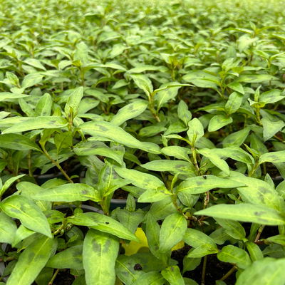 Vietnamesischer Koriander, Kölle Bio, 12cm Topf Vietnamesischer Koriander, Kölle Bio, 12cm Topf