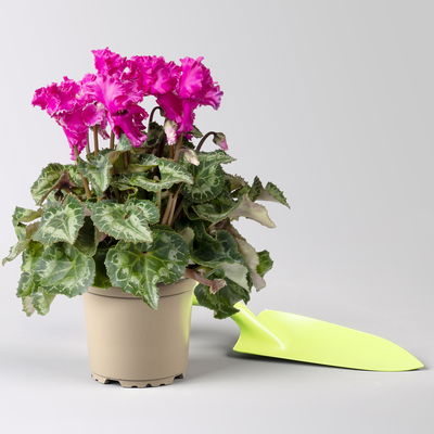 Alpenveilchen 'Merengue Mix' Farben zufällig, Topf-Ø 10,5 cm, 8 Pflanzen Alpenveilchen 'Merengue Mix' Farben zufällig, Topf-Ø 10,5 cm, 8 Pflanzen