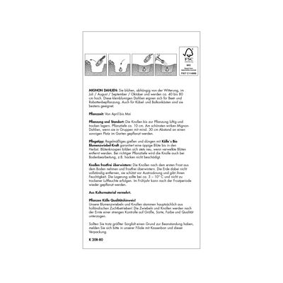 Mignon-Dahlie 'Twynings Smartie' violett/weiß, 1 Blumenknolle Mignon-Dahlie 'Twynings Smartie' violett/weiß, 1 Blumenknolle