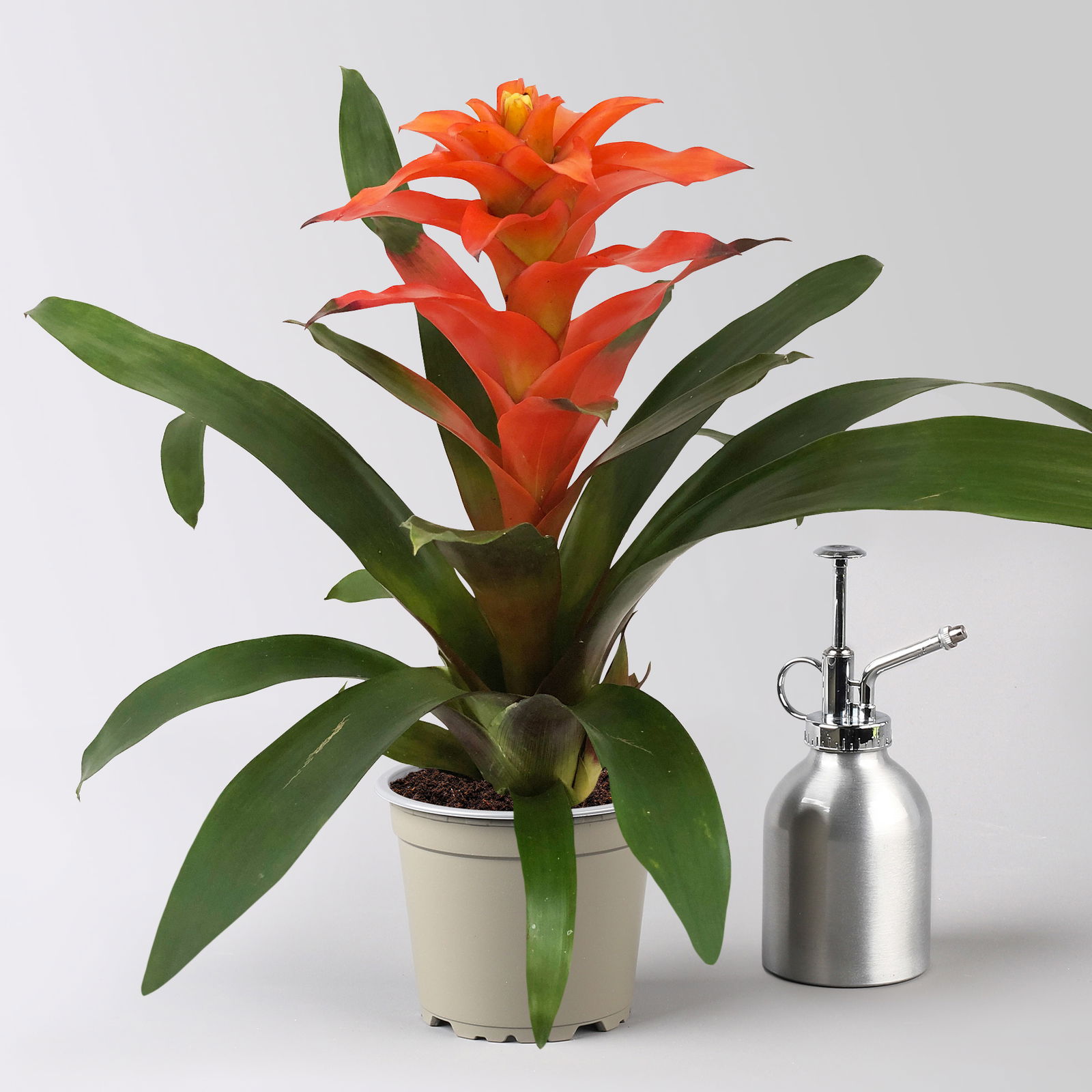 Guzmania 'Fiero Orange', Topf-Ø 12 cm, orange, Höhe ca. 50 cm