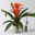 Guzmania 'Fiero Orange', Topf-Ø 12 cm, orange, Höhe ca. 50 cm