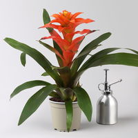 Guzmania 'Fiero Orange', Topf-Ø 12 cm, orange, Höhe ca. 50 cm