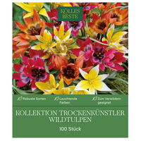 Wildtulpen Kollektion 'Trockenkünstler', 100 Blumenzwiebeln, Größe 6/+