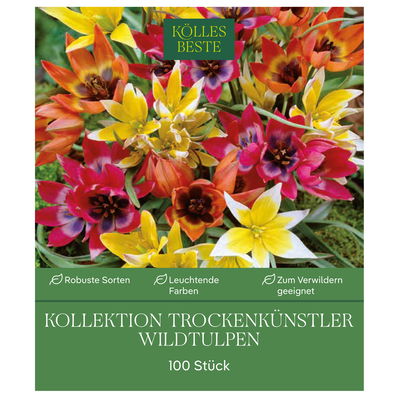 Wildtulpen Kollektion 'Trockenkünstler', 100 Blumenzwiebeln, Größe 6/+ Wildtulpen Kollektion 'Trockenkünstler', 100 Blumenzwiebeln, Größe 6/+