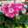 Geranie Survivor Idols®'Paperbloom' rosa-pink, stehend, Topf-Ø 13 cm, 6er-Set