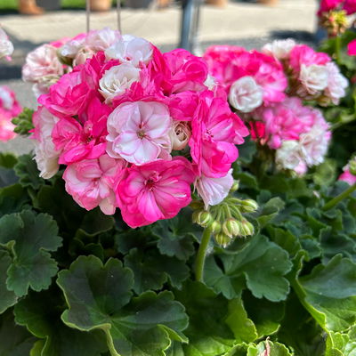 Geranie Survivor Idols®'Paperbloom' rosa-pink, stehend, Topf-Ø 13 cm, 6 Pflanzen