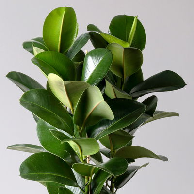 Gummibaum 'Makana', Topf-Ø 30 cm, Höhe ca. 110 cm, inkl. Bewässerungssystem Gummibaum 'Makana', Topf-Ø 30 cm, Höhe ca. 110 cm, inkl. Bewässerungssystem