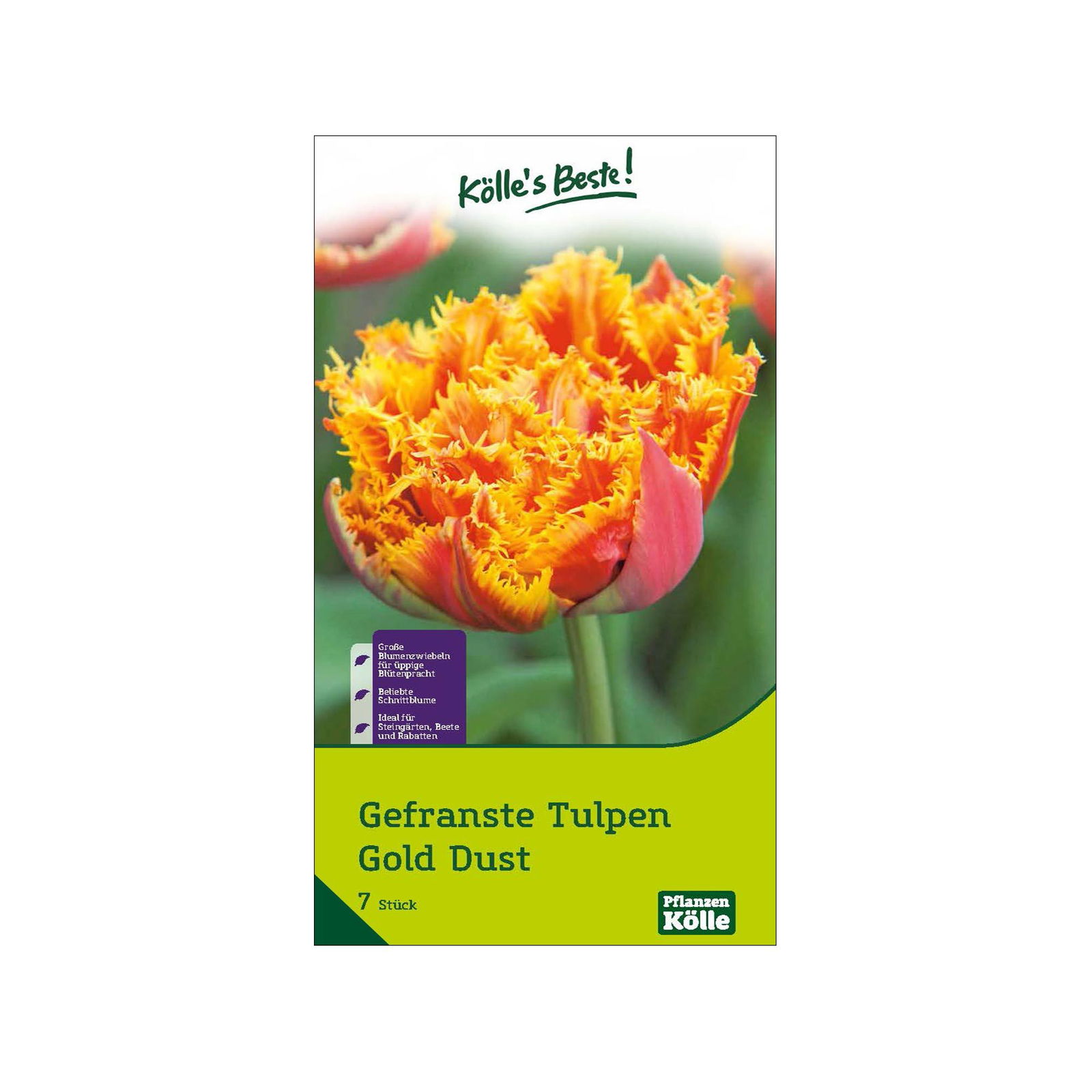 gefranste Tulpen 'Gold Dust', rot, gelb, Größe 11/12, 7 Blumenzwiebeln