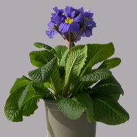 Hohe Schlüsselblume 'Inara® Blue' blau-violett, Topf-Ø 13 cm, 6er-Set