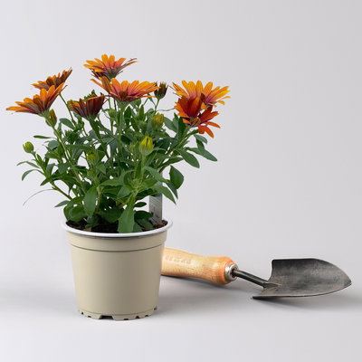 Kapkörbchen orange-pink, Topf-Ø 12 cm, 6er-Set Kapkörbchen orange-pink, Topf-Ø 12 cm, 6er-Set