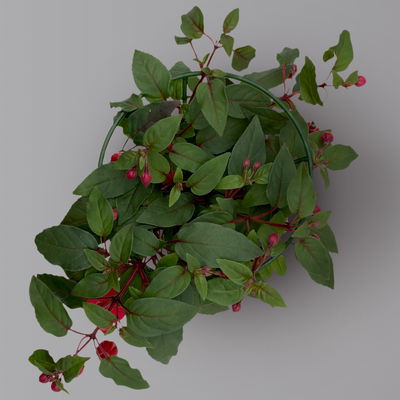 Fuchsien hängend, Farben zufällig, Topf-Ø 12 cm, 6er-Set Fuchsien hängend, Farben zufällig, Topf-Ø 12 cm, 6er-Set