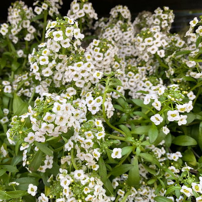 Lobularia, weiß, Topf-Ø 12 cm, 6 Pflanzen