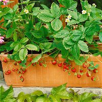 Kölle Bio Monats-Erdbeere öftertragend, 3 Liter Topf